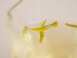 Jun Shan Yin Zhen Xiao Ya (Srebrne igły z Góry Nieśmiertelnych), ААА, 2025