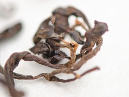 Herbata czerwona Czerwony ogień, АА, Tkibuli, Gruzja, 2024