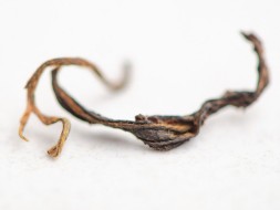 Herbata czerwona Czerwony ogień, АА, Tkibuli, Gruzja, 2024