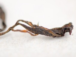 Herbata czerwona Czerwony ogień, АА, Tkibuli, Gruzja, 2024