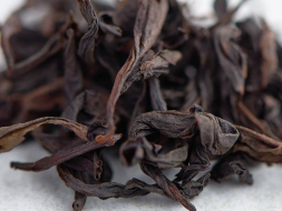 Shui Jin Gui (Złoty żółw wodny), AAA, 2025