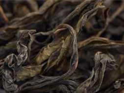 Qi Lan (Cudowna orchidea), AA, 2023