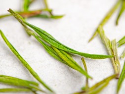 Anji Bai Cha, AAA, 2025