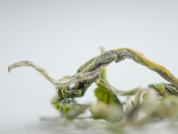 Herbata zielona Handmade, АА, Tkibuli, Gruzja, 2024