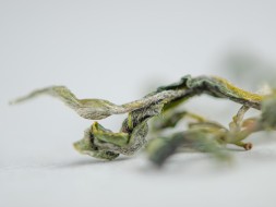 Herbata zielona Handmade, АА, Tkibuli, Gruzja, 2024