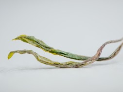 Sheng Pu Erh Agrest, AA, Tkibuli, Gruzja, 2025