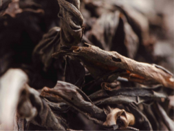 Shi Zhu Yun Long (Mleko kamienne z Yun Long), ААА, 2025