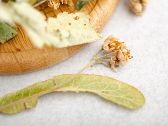 Lipa (kwiaty i liśćie), 2024