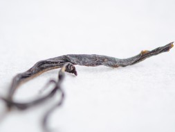 Yu Zi Xiang Dan Cong, AAA, 2025