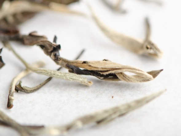 Yue Guan Bai (Białe światło księżyca), AA, wiosna 2024 