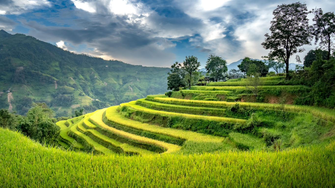 Najlepsze herbaty z różnych regionów świata